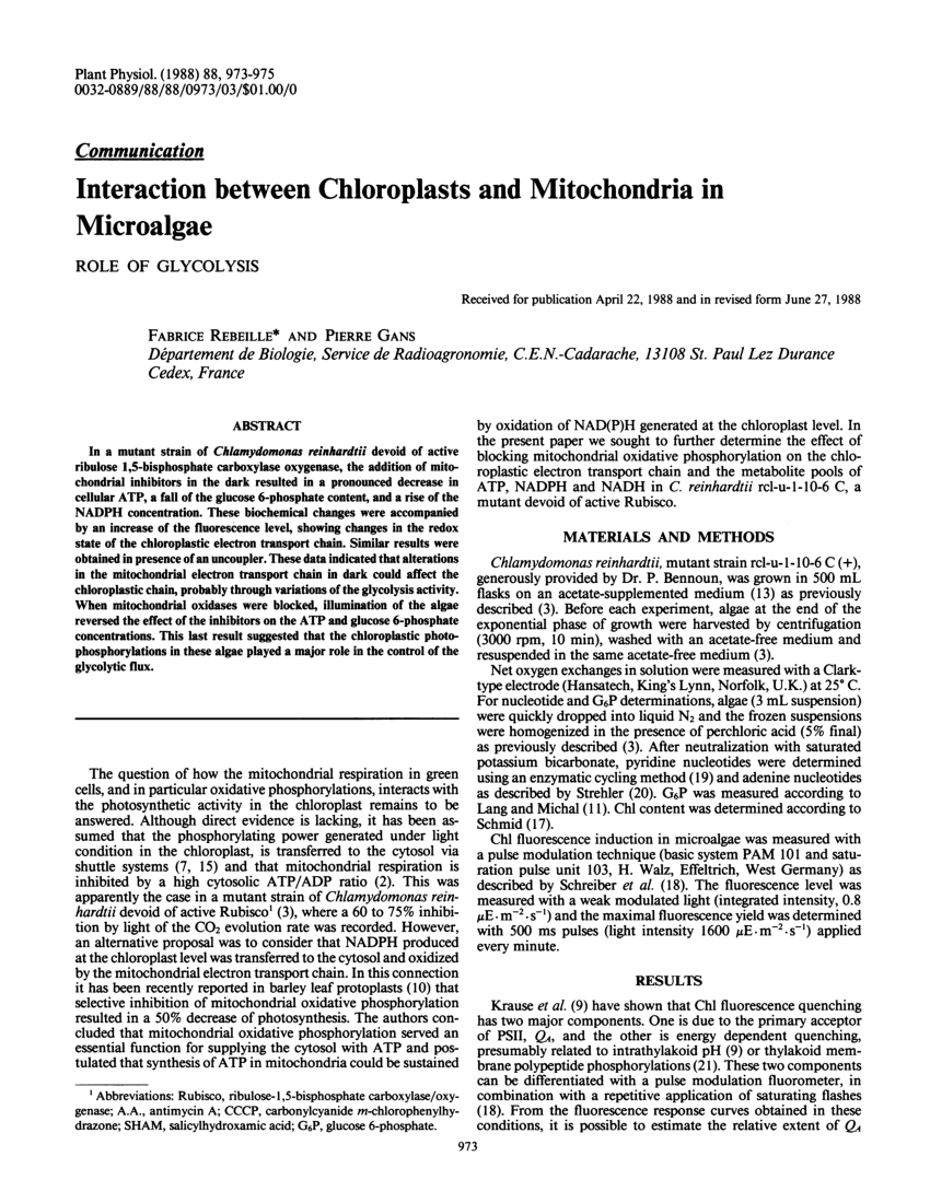 80 Printable Chloroplasts And Mitochondria Worksheet 38