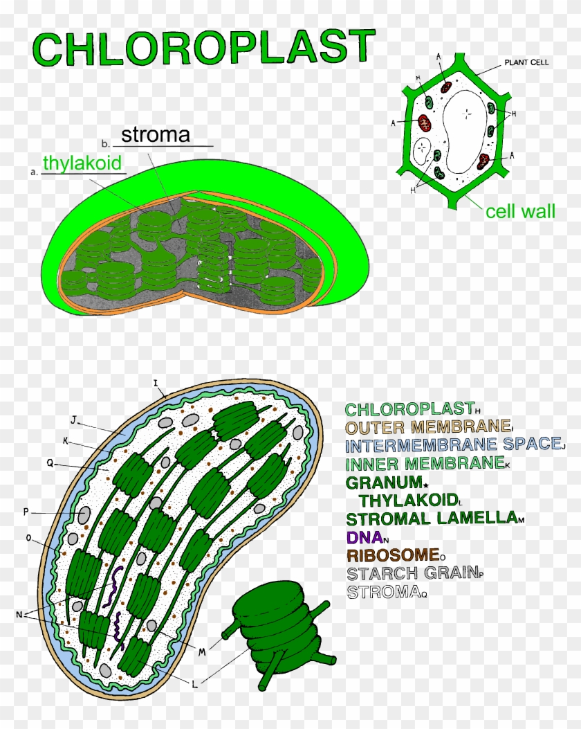 80 Printable Chloroplasts And Mitochondria Worksheet 4