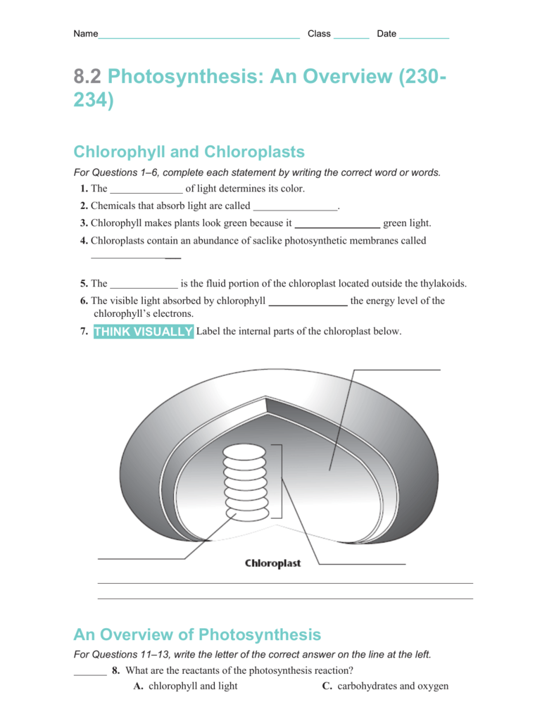 80 Printable Chloroplasts And Mitochondria Worksheet 42