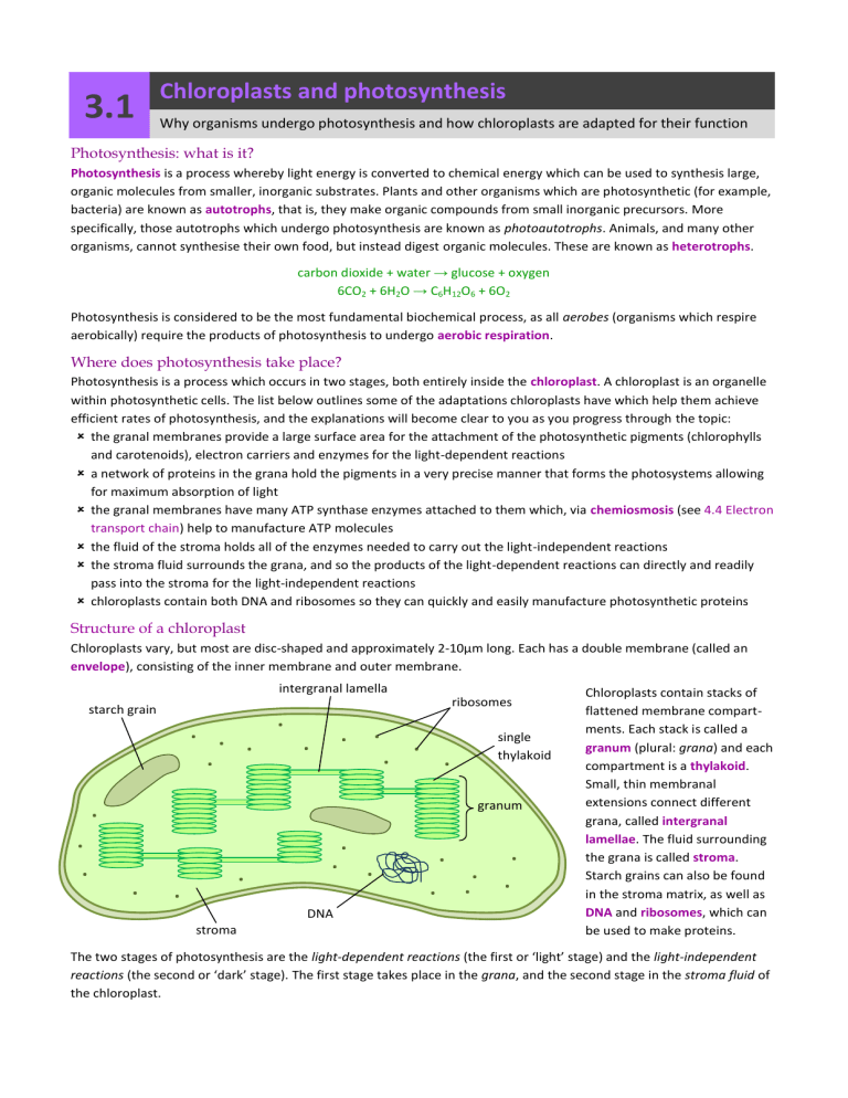 80 Printable Chloroplasts And Mitochondria Worksheet 55