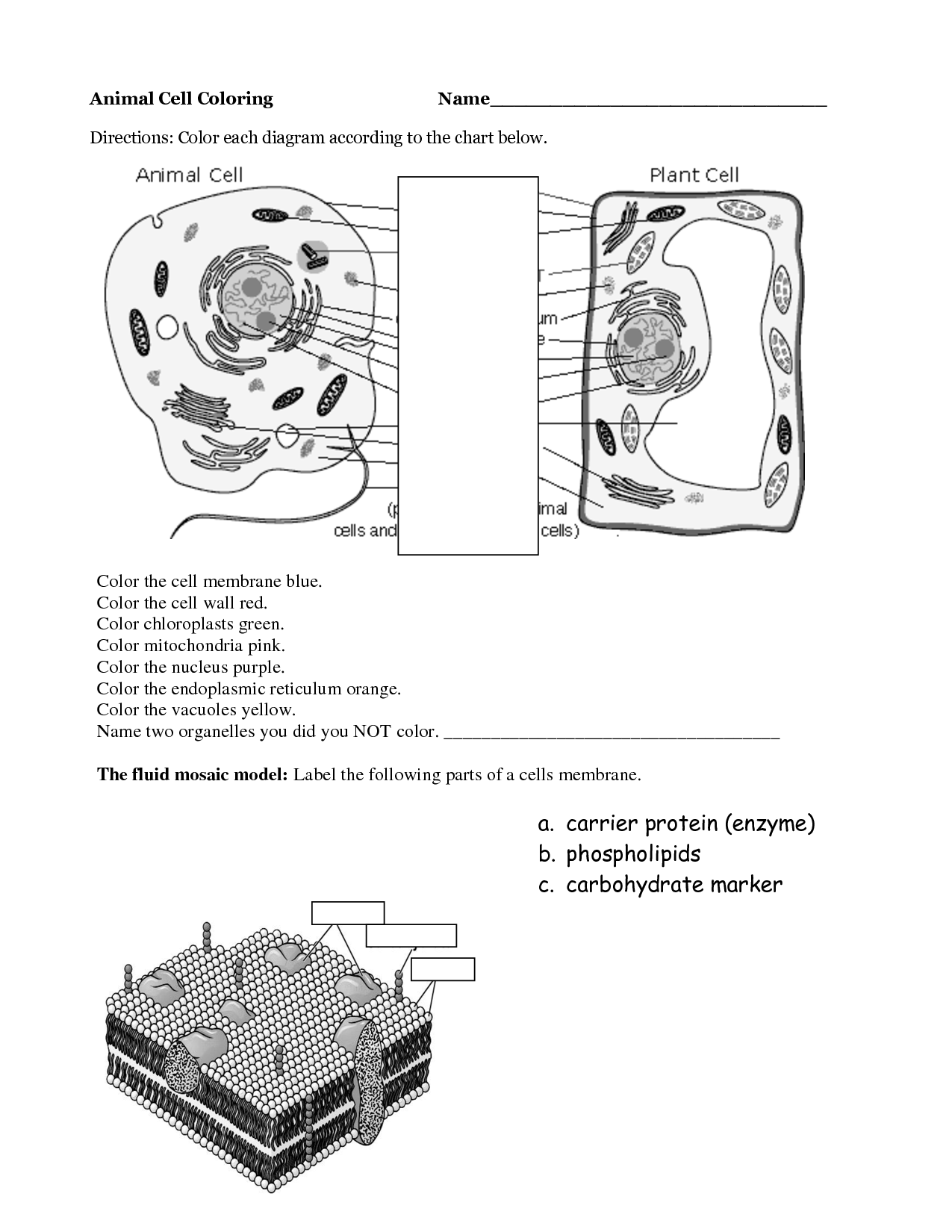 80 Printable Chloroplasts And Mitochondria Worksheet 56