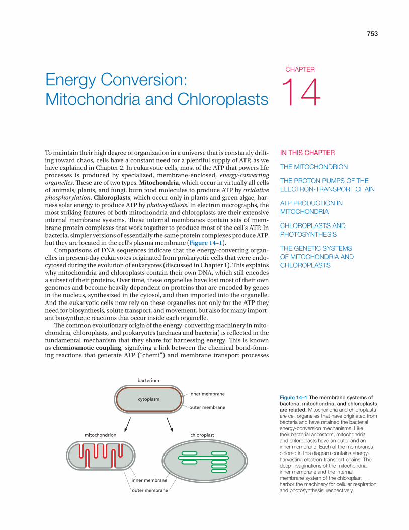 80 Printable Chloroplasts And Mitochondria Worksheet 62