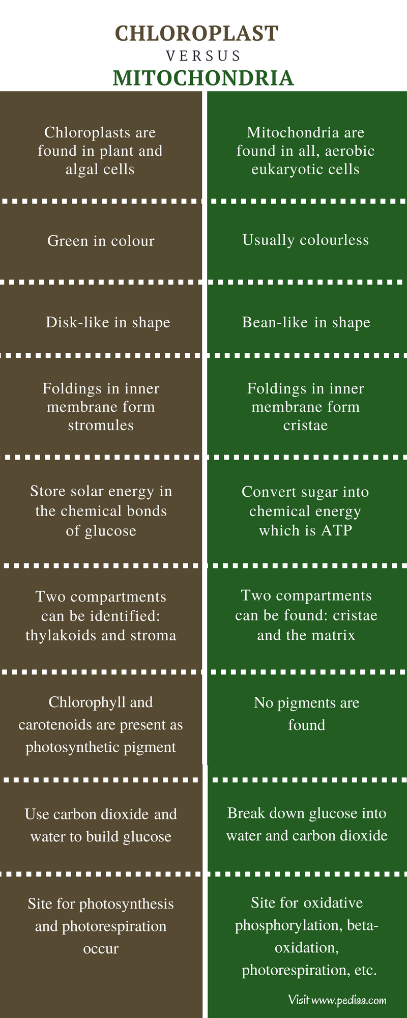 80 Printable Chloroplasts And Mitochondria Worksheet 7