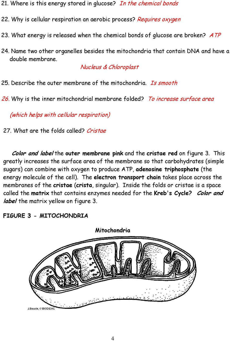 80 Printable Chloroplasts And Mitochondria Worksheet 74