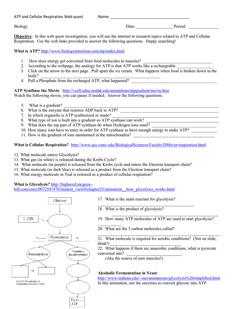 Get 85 Photosynthesis And Respiration Worksheet Ideas 11