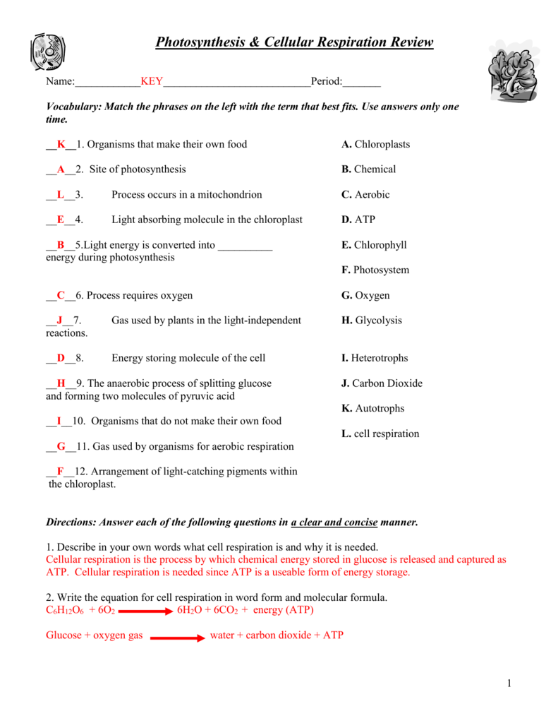 Get 85 Photosynthesis And Respiration Worksheet Ideas 13