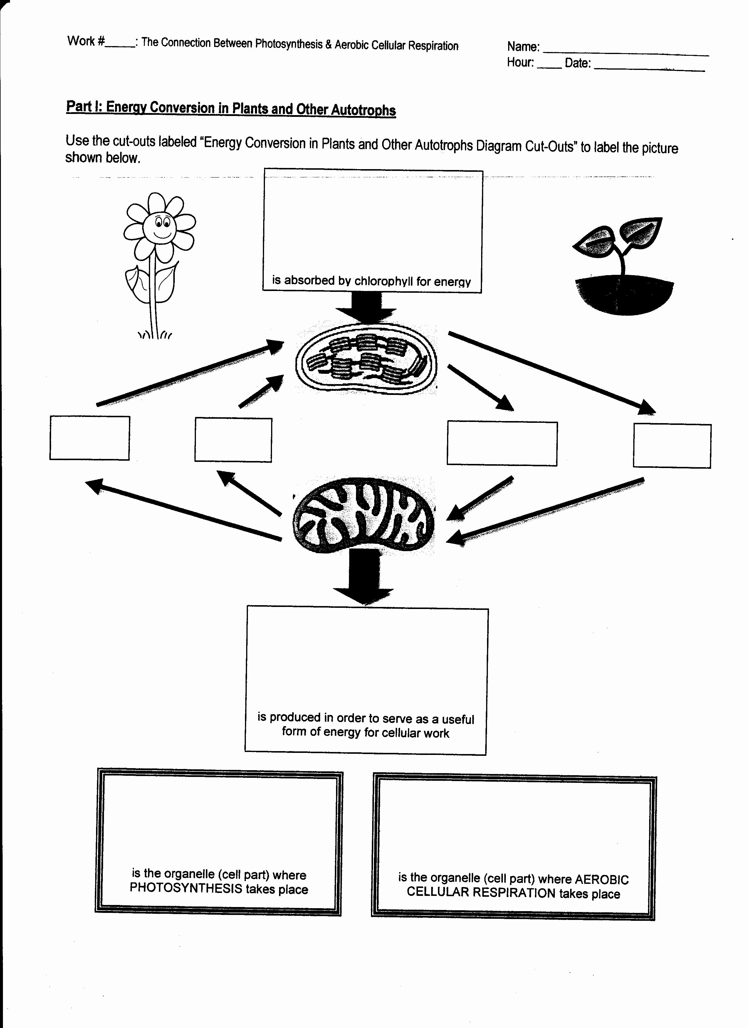 Get 85 Photosynthesis And Respiration Worksheet Ideas 18