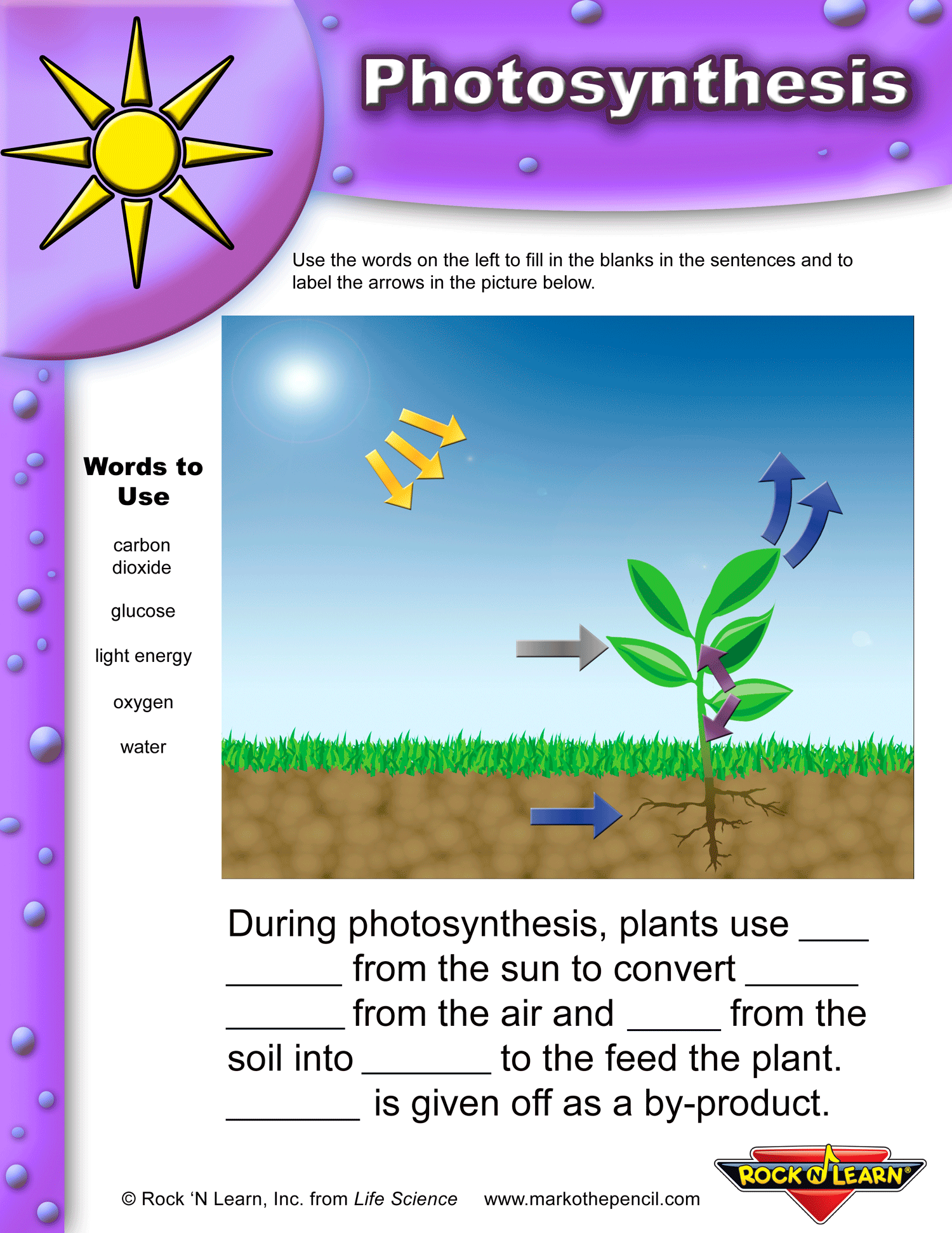 Get 85 Photosynthesis And Respiration Worksheet Ideas 21