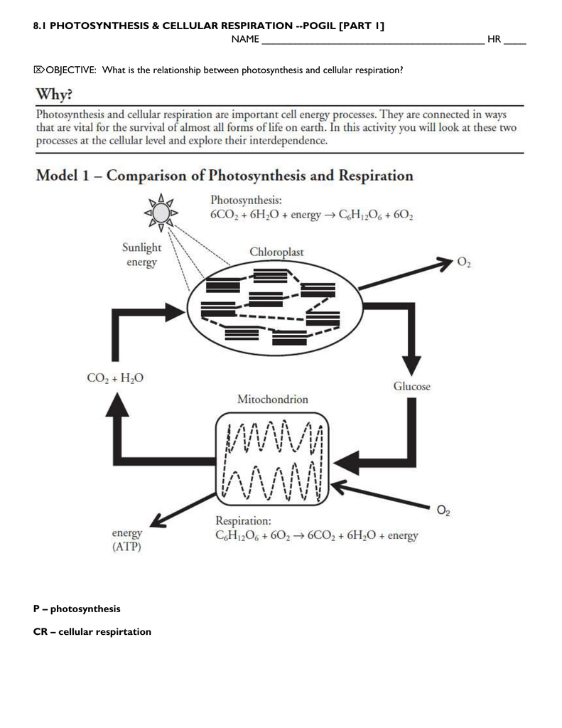 Get 85 Photosynthesis And Respiration Worksheet Ideas 22