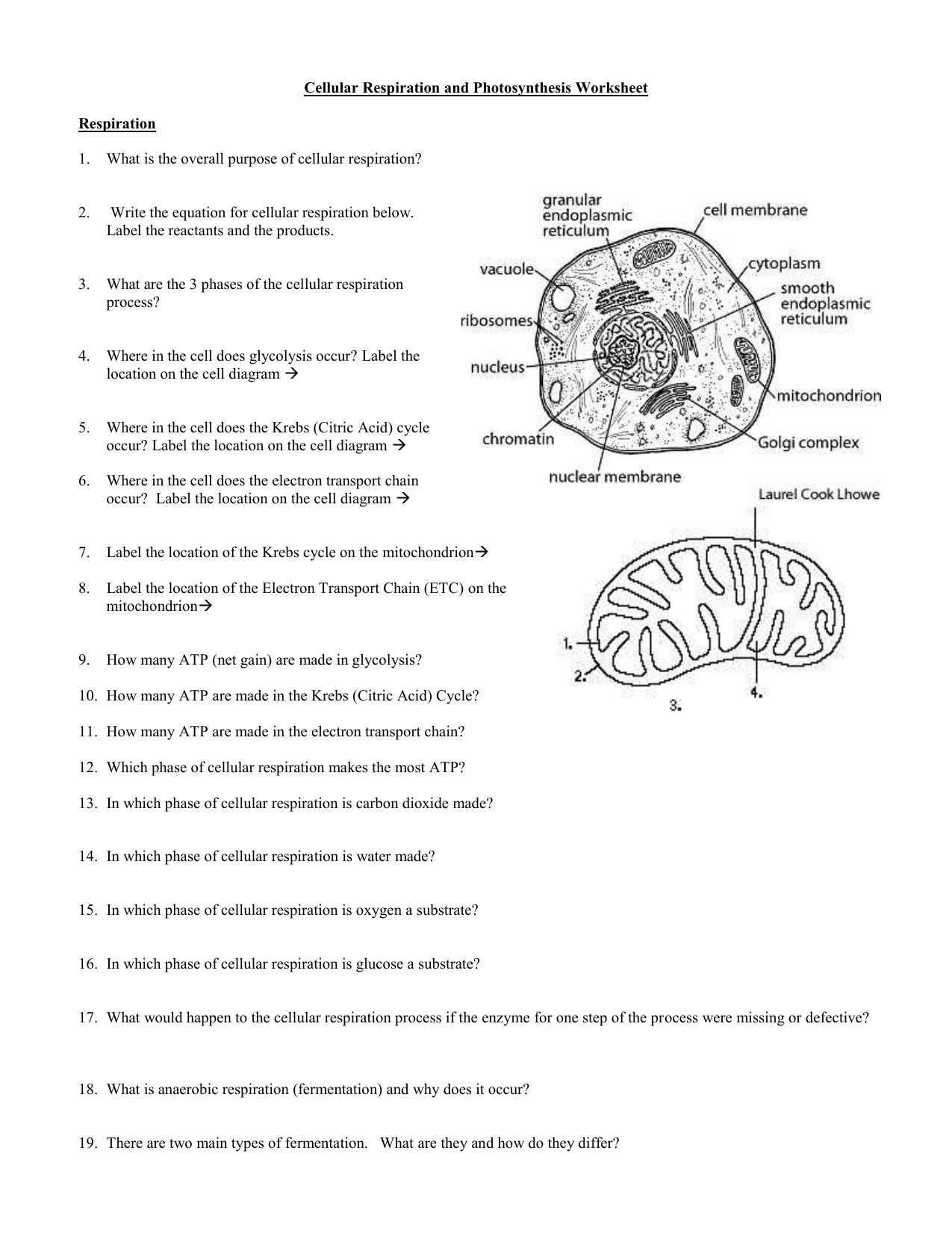 Get 85 Photosynthesis And Respiration Worksheet Ideas 25