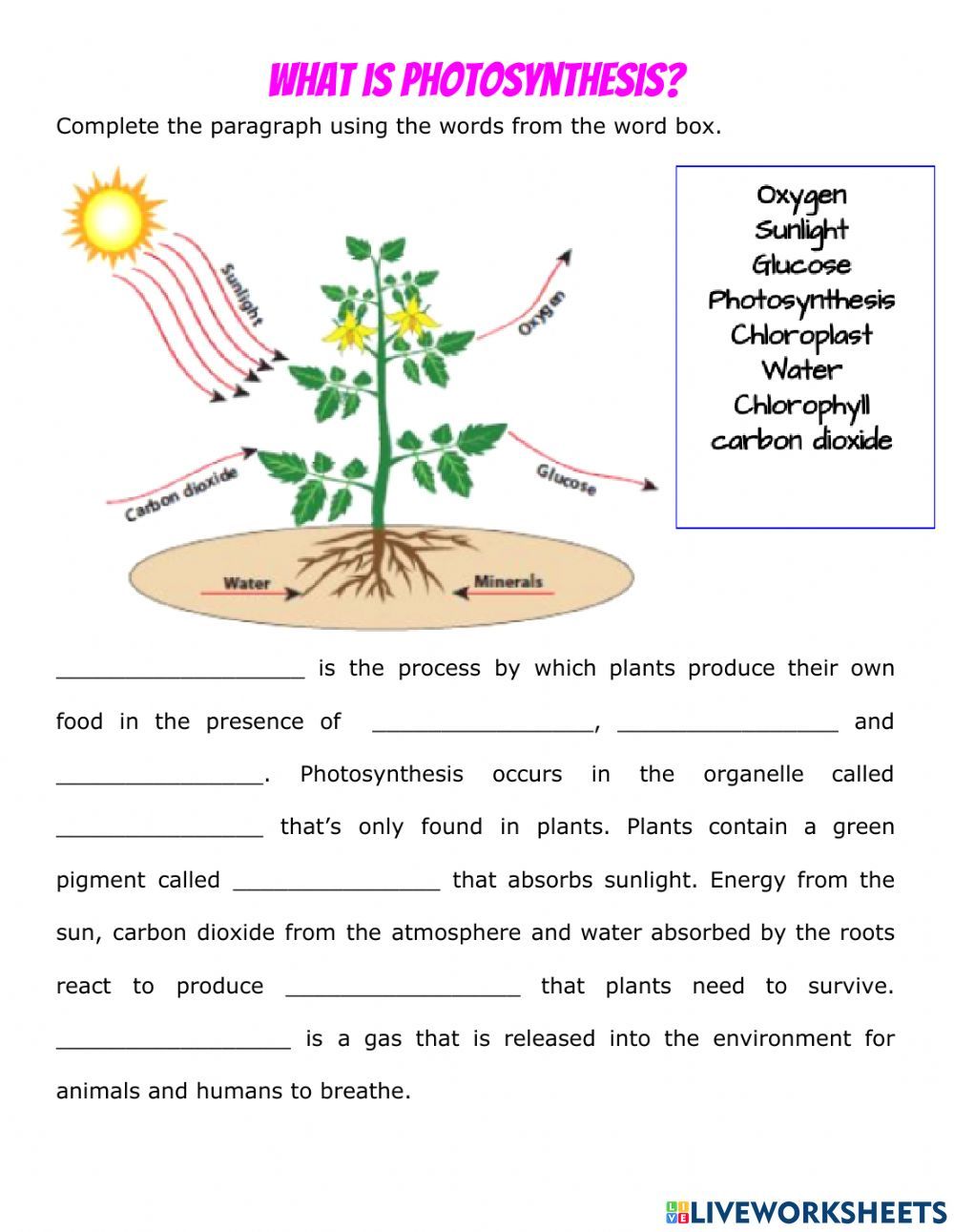 Get 85 Photosynthesis And Respiration Worksheet Ideas 26