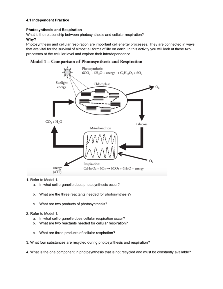 Get 85 Photosynthesis And Respiration Worksheet Ideas 28