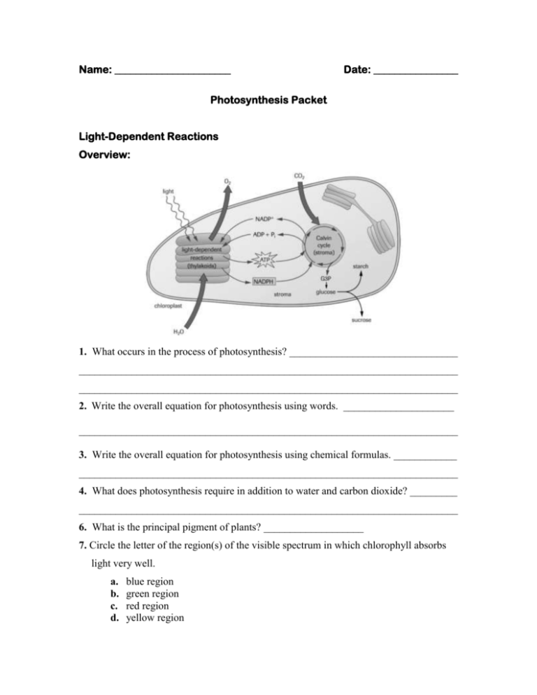 Get 85 Photosynthesis And Respiration Worksheet Ideas 29