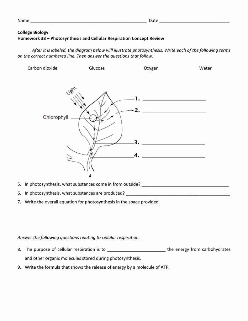 Get 85 Photosynthesis And Respiration Worksheet Ideas 31