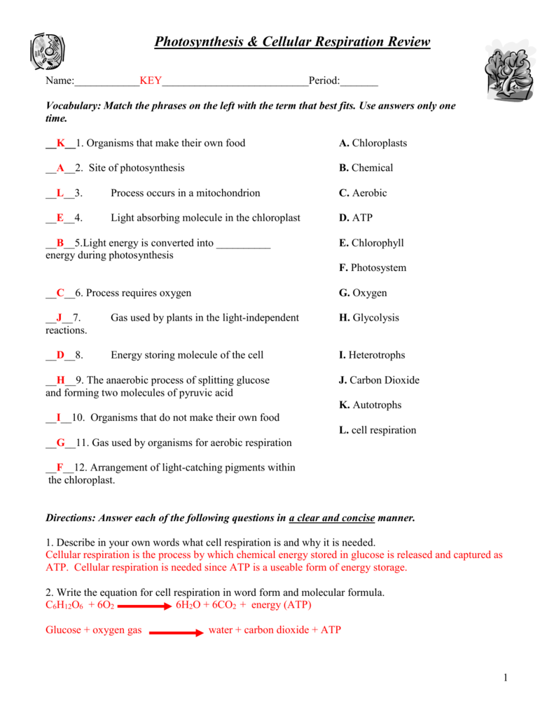 Get 85 Photosynthesis And Respiration Worksheet Ideas 36