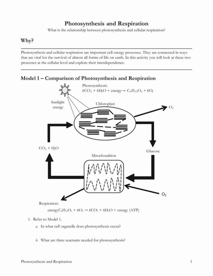 Get 85 Photosynthesis And Respiration Worksheet Ideas 41