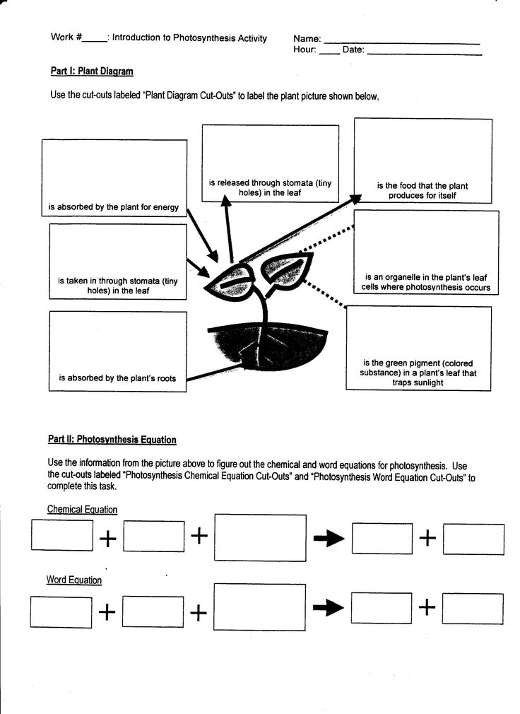 Get 85 Photosynthesis And Respiration Worksheet Ideas 44