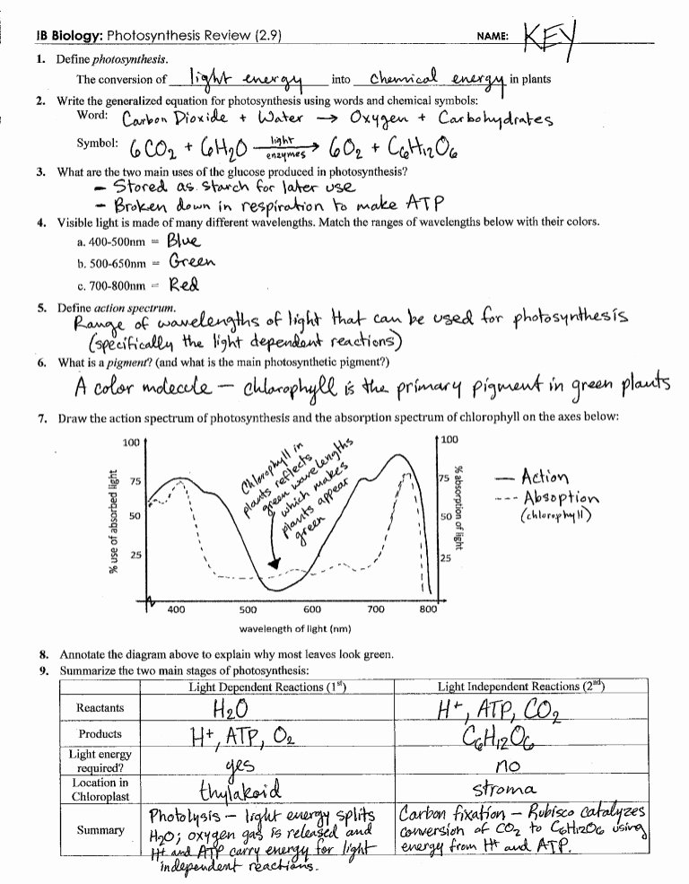 Get 85 Photosynthesis And Respiration Worksheet Ideas 46