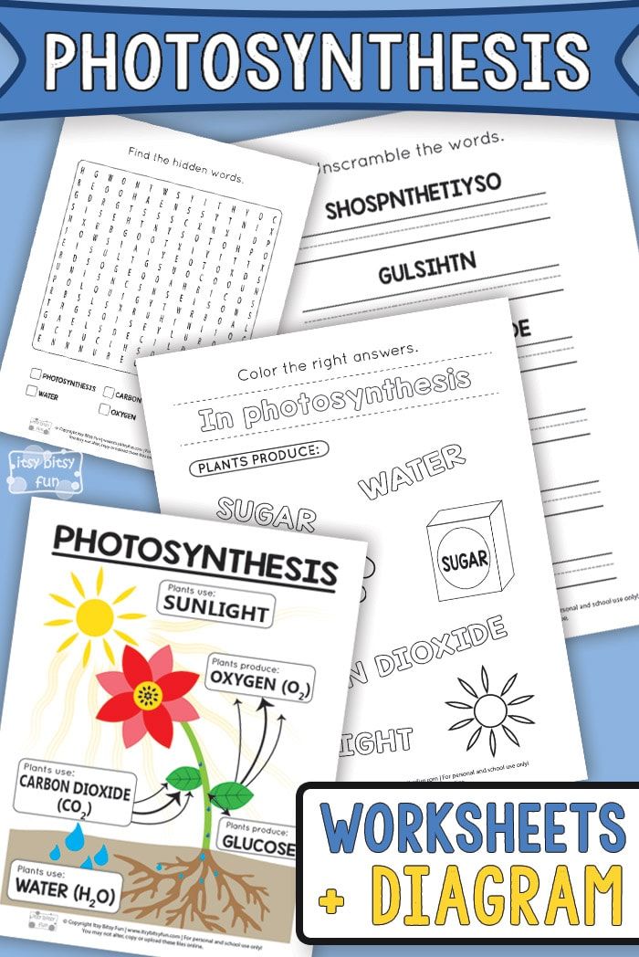 Get 85 Photosynthesis And Respiration Worksheet Ideas 47