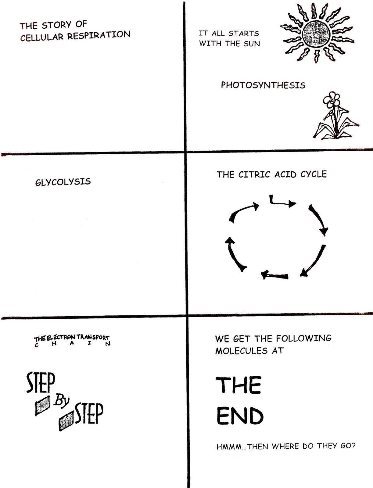 Get 85 Photosynthesis And Respiration Worksheet Ideas 52