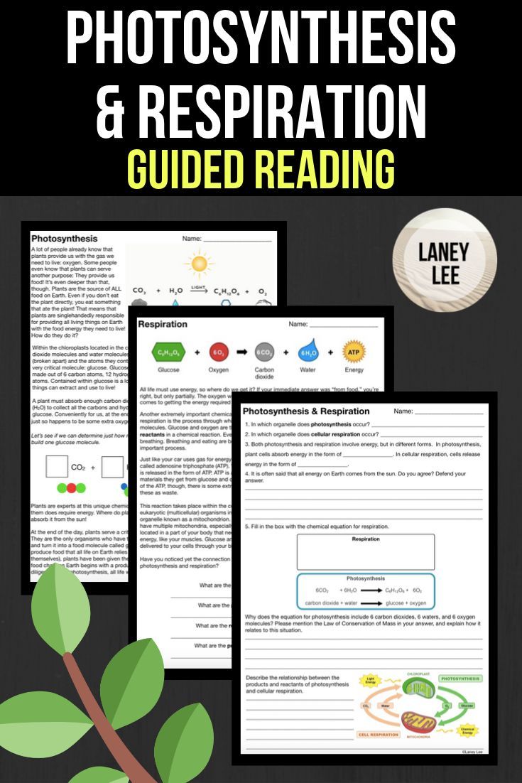 Get 85 Photosynthesis And Respiration Worksheet Ideas 53
