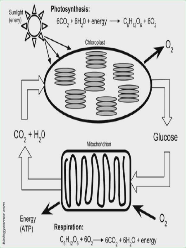 Get 85 Photosynthesis And Respiration Worksheet Ideas 61