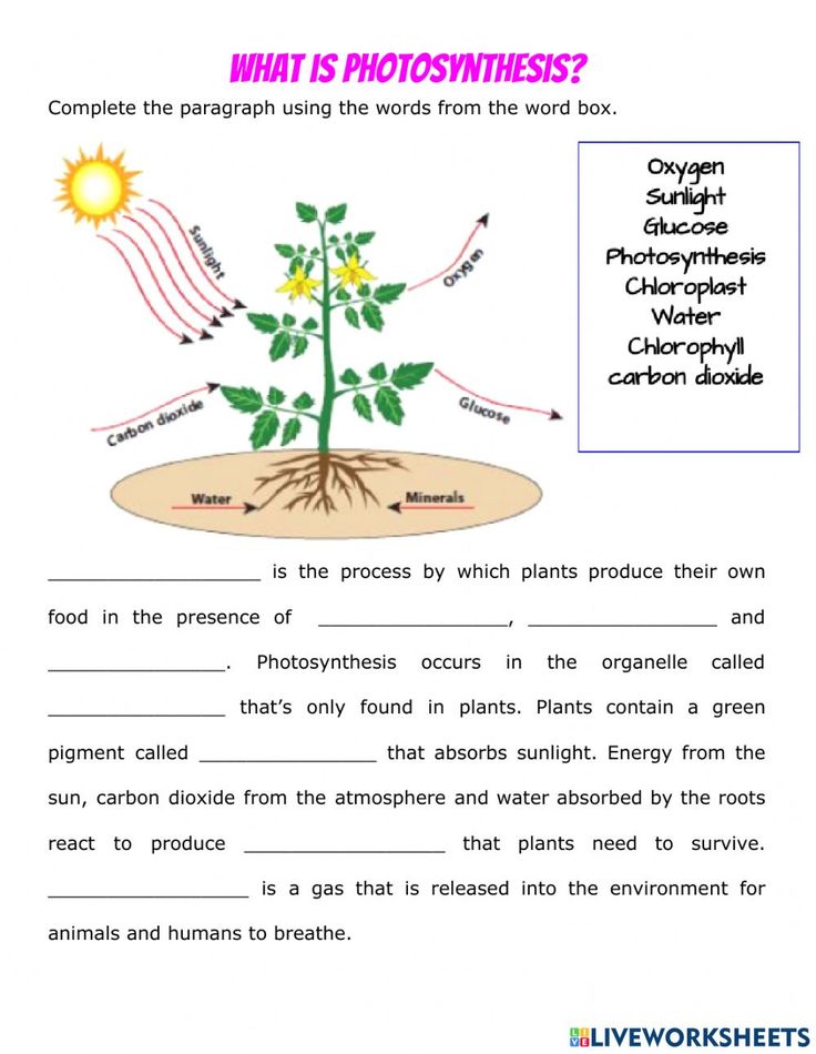 Get 85 Photosynthesis And Respiration Worksheet Ideas 70