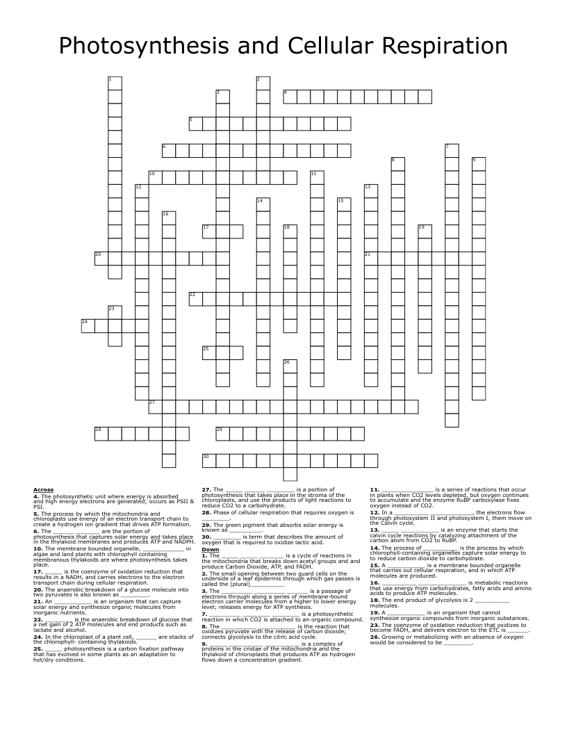 Get 85 Photosynthesis And Respiration Worksheet Ideas 71