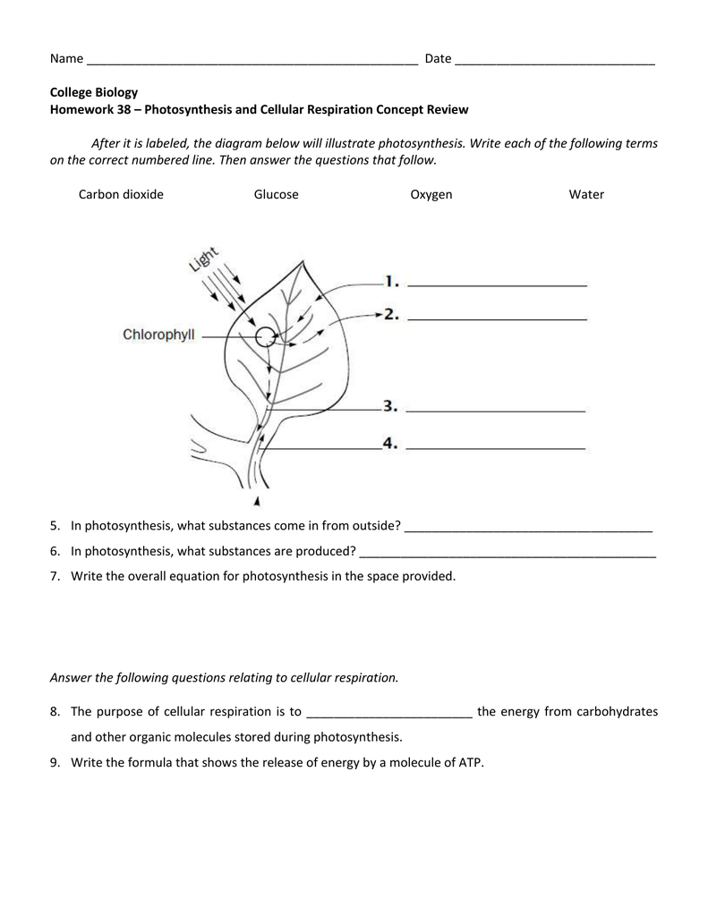 Get 85 Photosynthesis And Respiration Worksheet Ideas 85