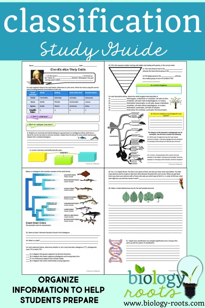 20 Cladogram Worksheet Answers Free