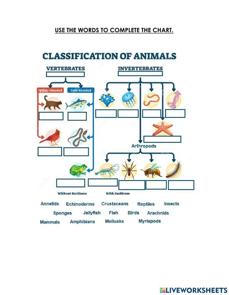 20 Cladogram Worksheet Answers Free