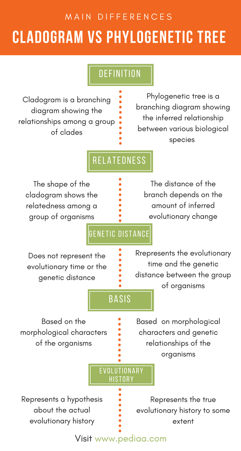 20 Cladogram Worksheet Answers Free