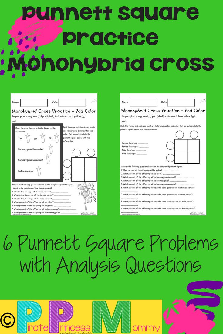 20 Monohybrid Worksheet Answers Download