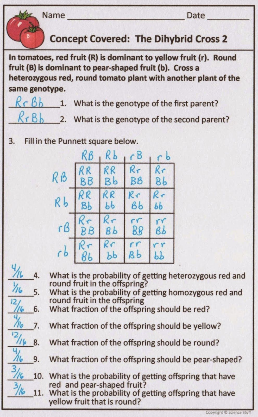 20 Monohybrid Worksheet Answers Download