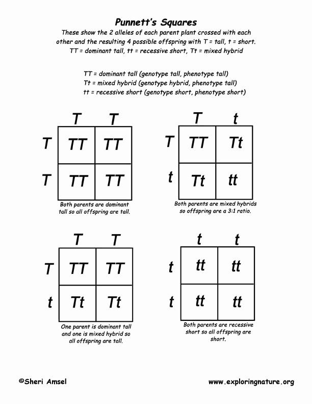 20 Monohybrid Worksheet Answers Free