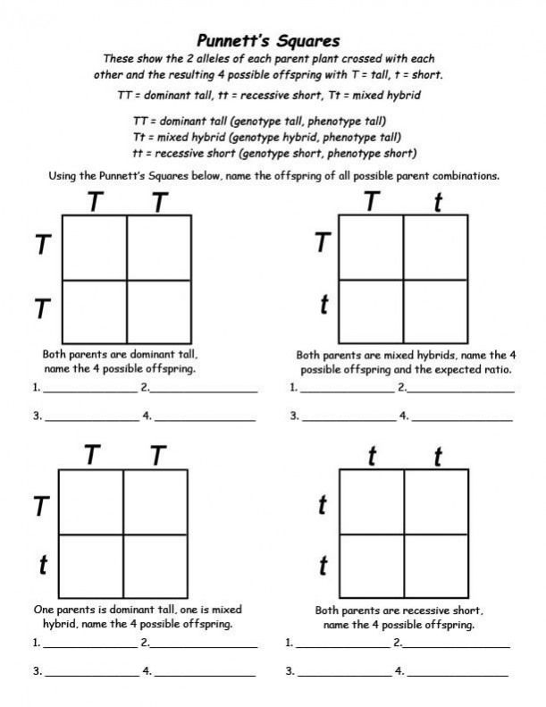 20 Monohybrid Worksheet Answers Free