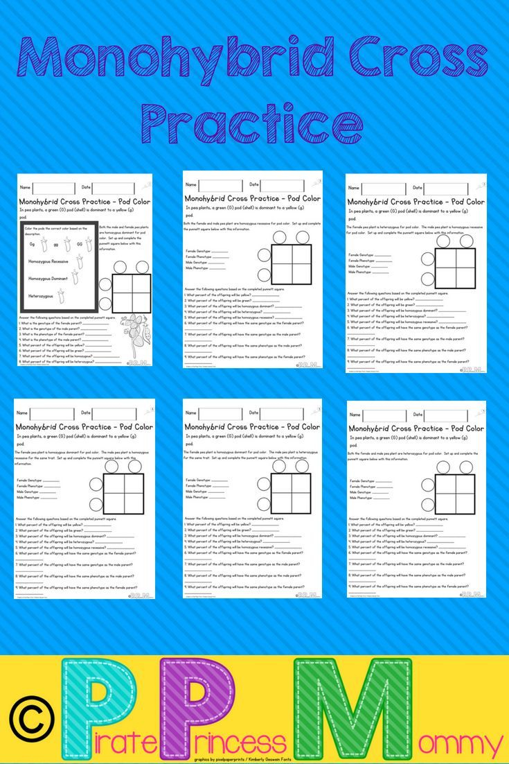 20 Monohybrid Worksheet Answers Free