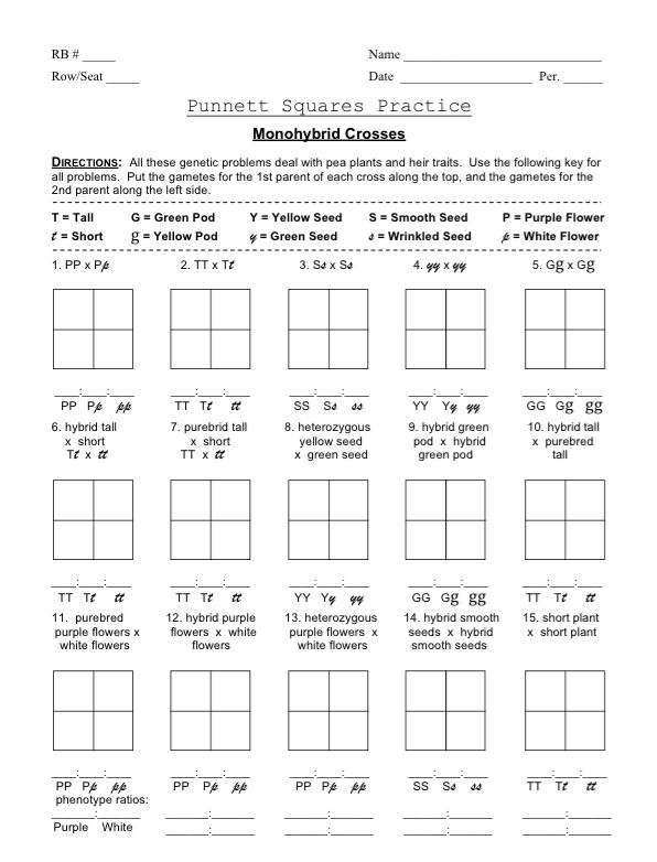 20 Monohybrid Worksheet Answers Free