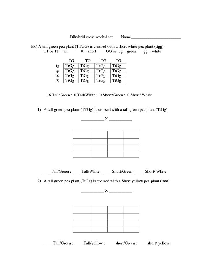 20 Monohybrid Worksheet Answers Pdf