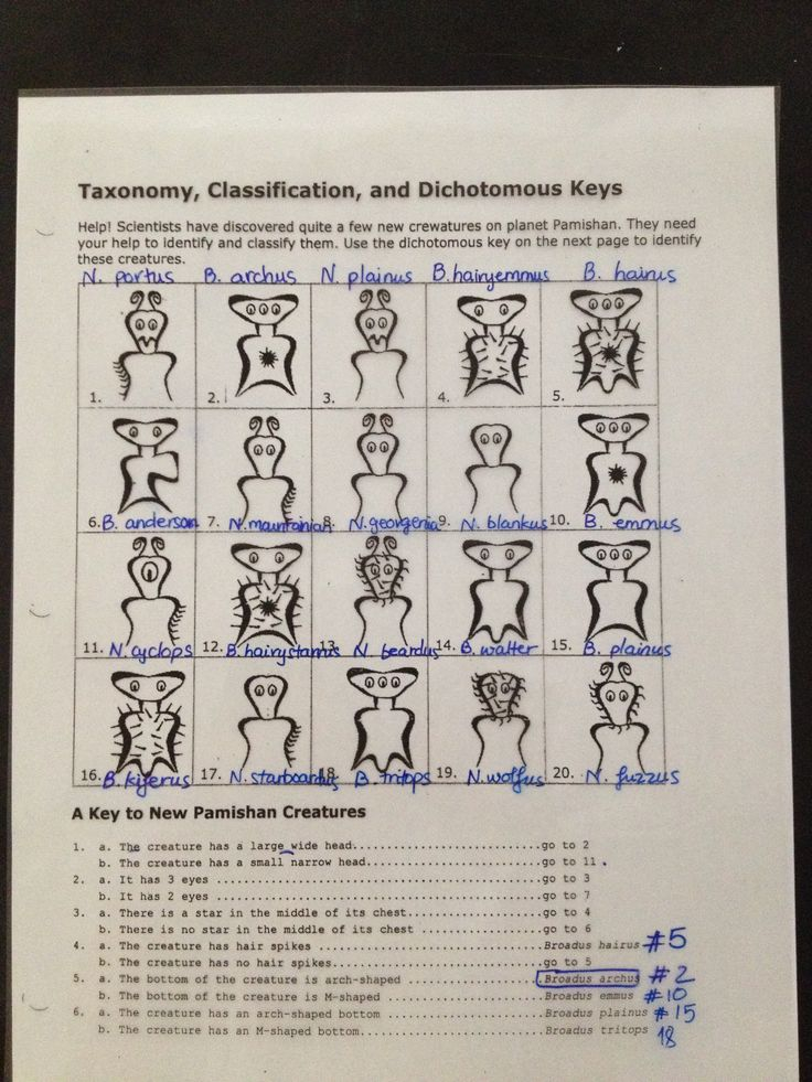 30 Cladogram Worksheet Answers Download