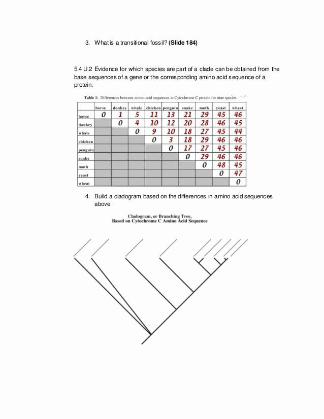 30 Cladogram Worksheet Answers Download