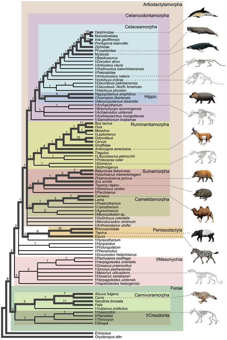 30 Cladogram Worksheet Answers Download