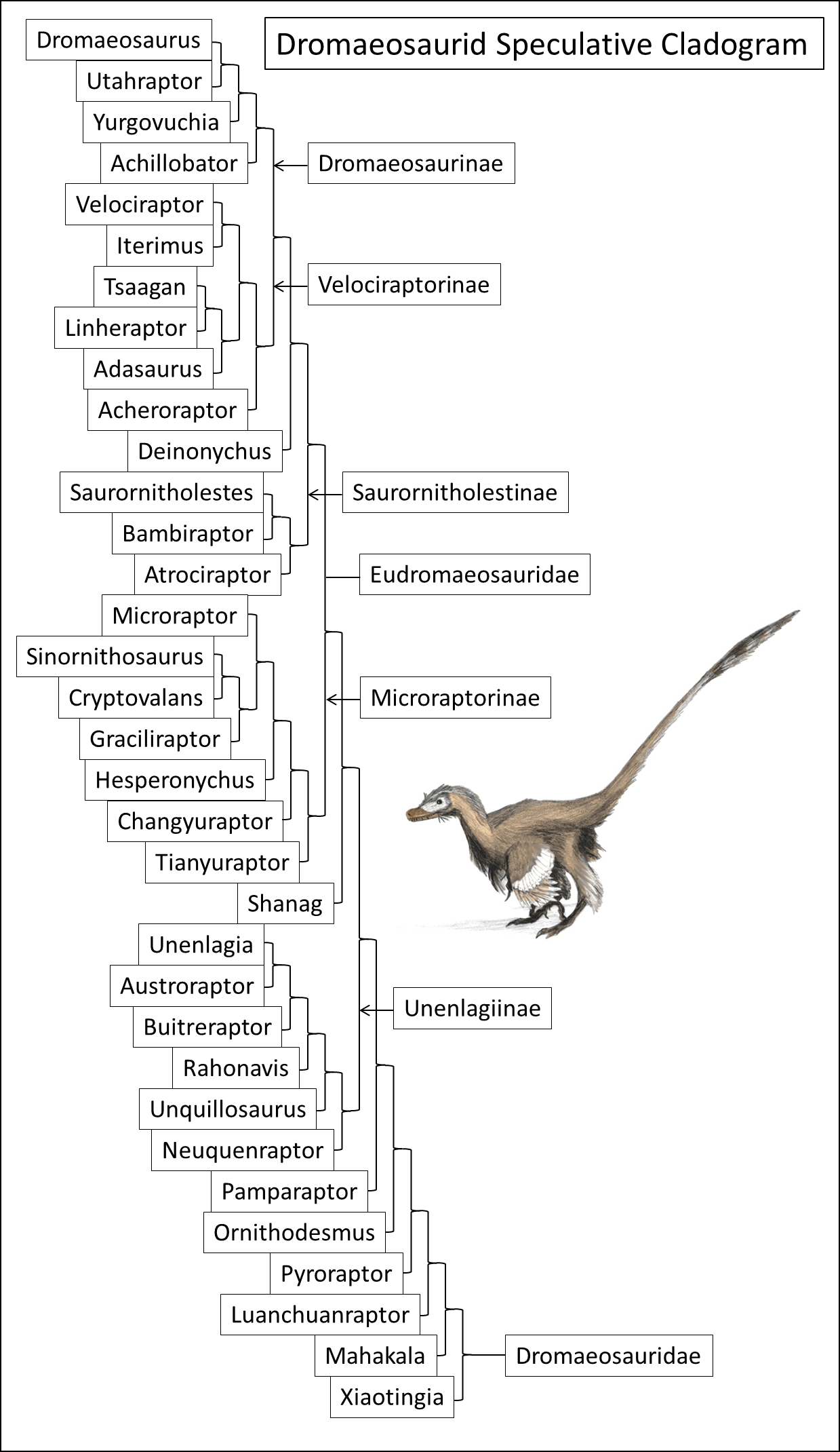 30 Cladogram Worksheet Answers Free