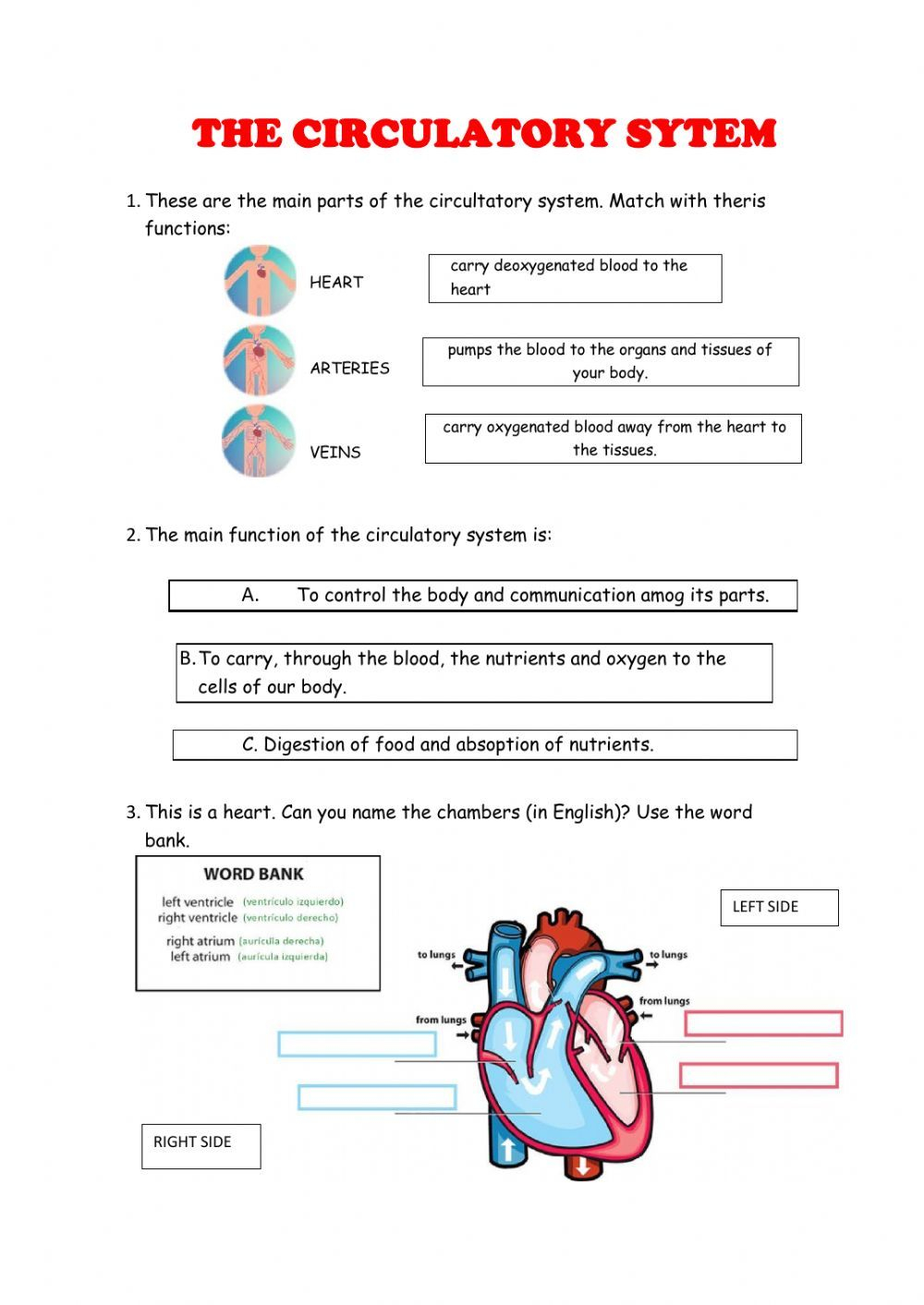 30 Cladogram Worksheet Answers Free