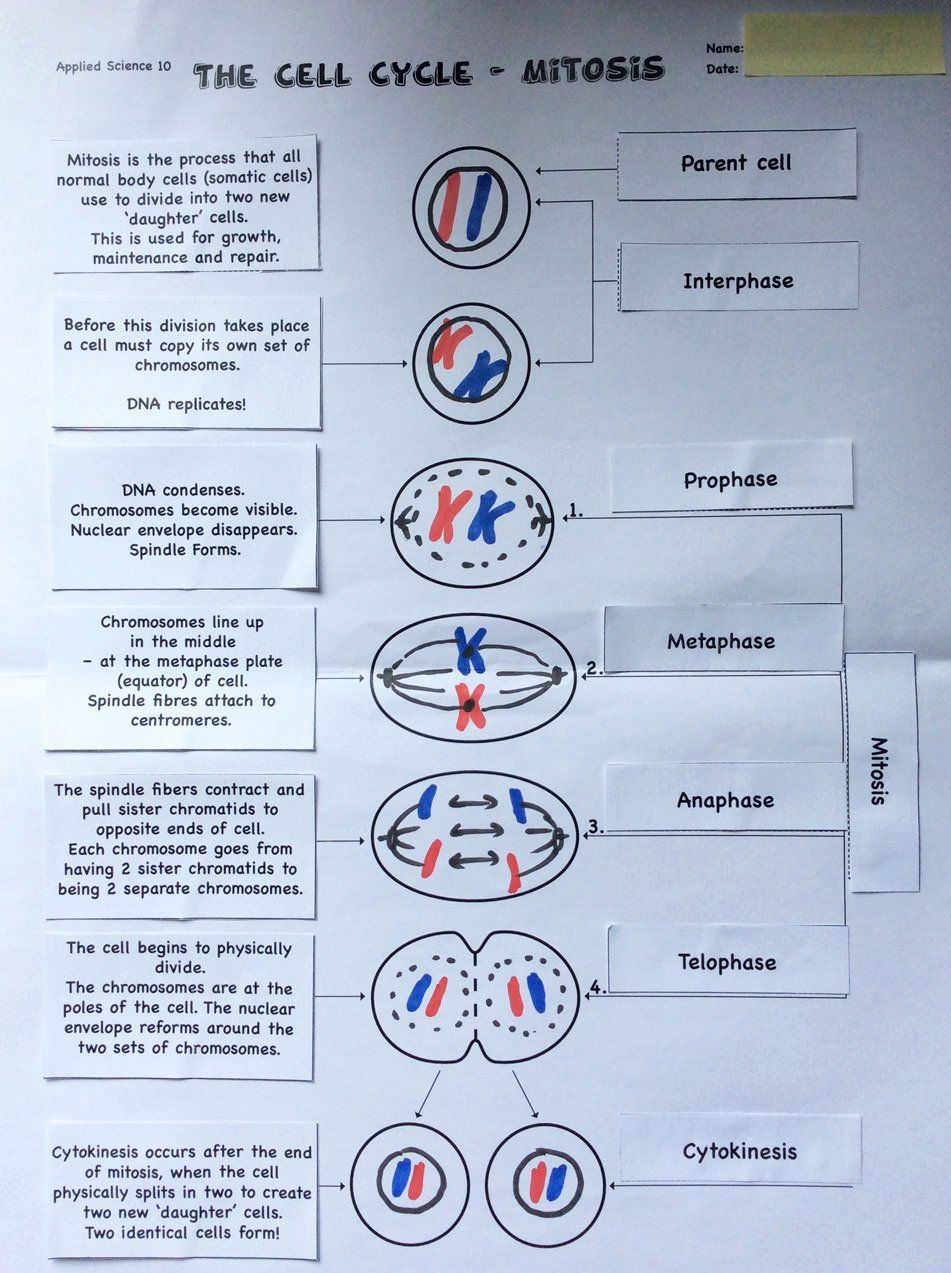 30 Cladogram Worksheet Answers Pdf