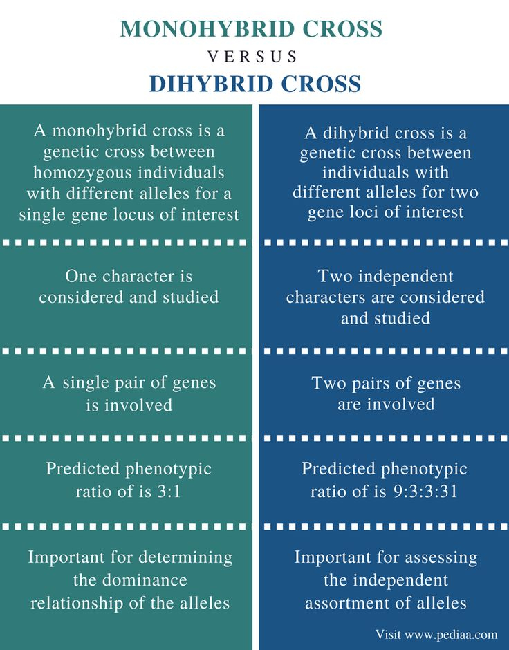 30 Monohybrid Worksheet Answers Free