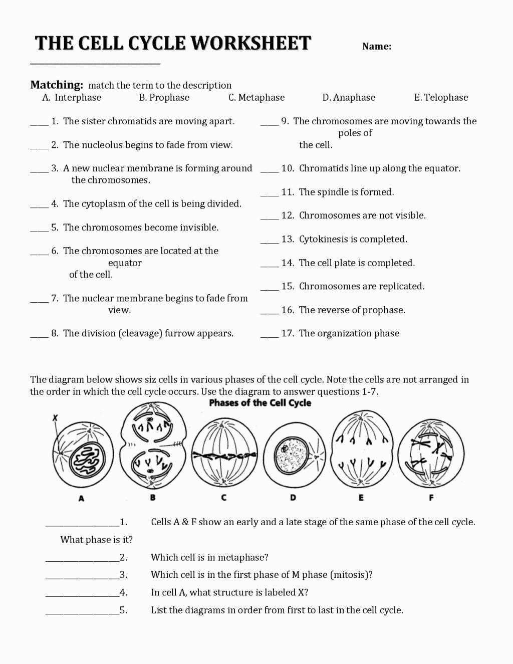 35 Cladogram Worksheet Answers Download