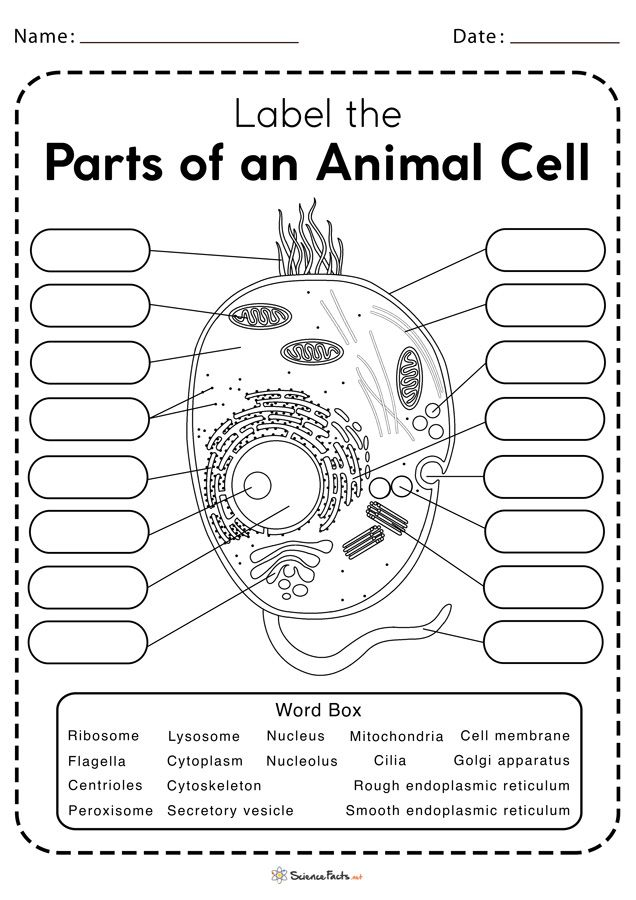 35 Cladogram Worksheet Answers Free