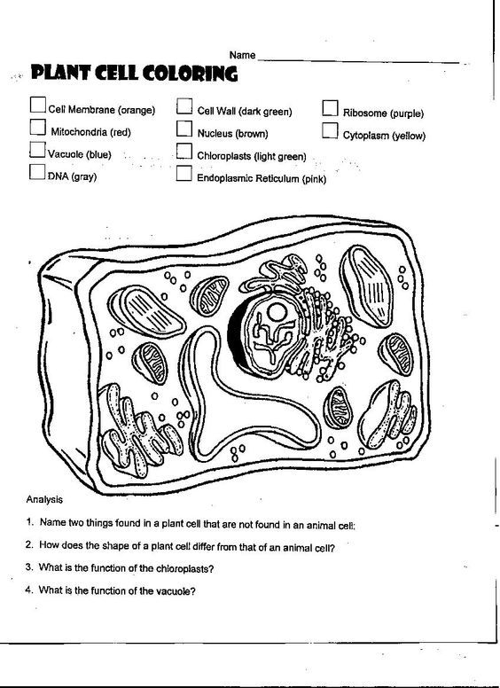 35 Cladogram Worksheet Answers Free