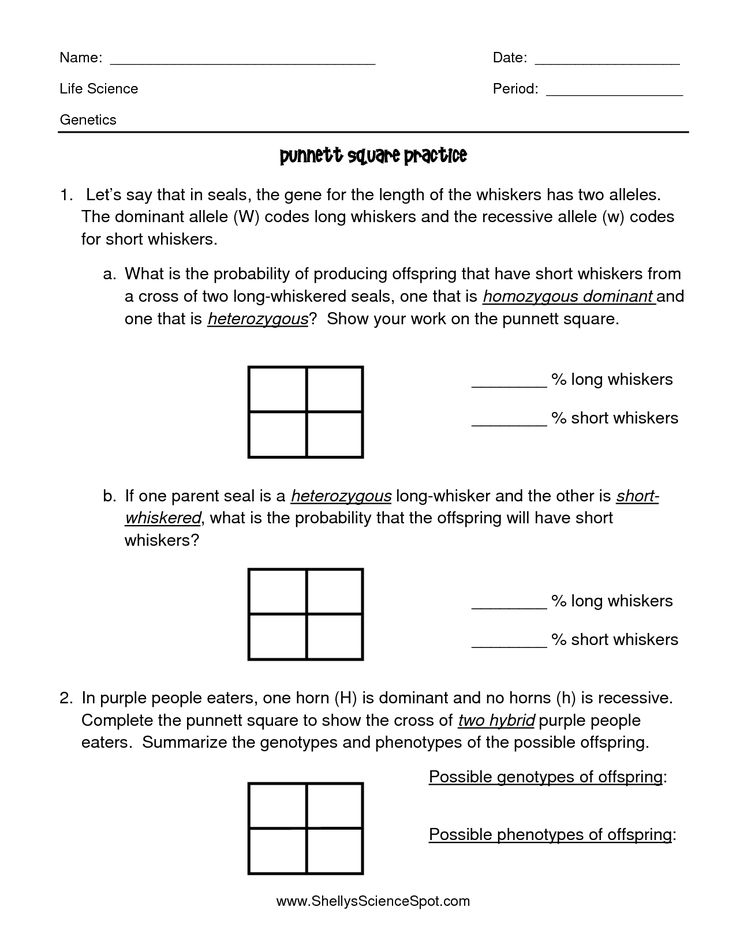 35 Monohybrid Worksheet Answers Pdf